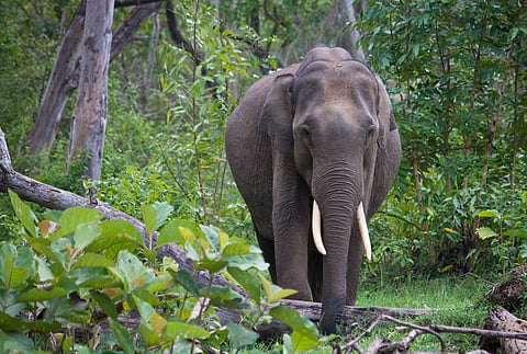A wild Indian elephant at Nagarhole National Park